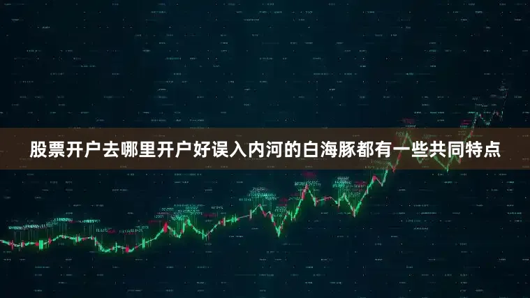 股票开户去哪里开户好误入内河的白海豚都有一些共同特点